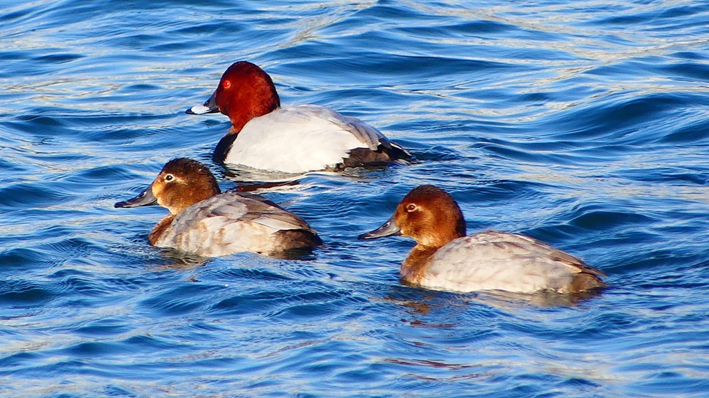 P2380548：ホシハジロ