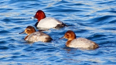 P2380548：ホシハジロ