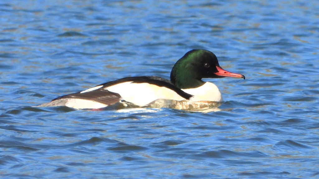 DSCN5863：カワアイサ