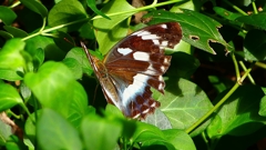 P2260506:メスグロヒョウモン P2260506:メスグロヒョウモン