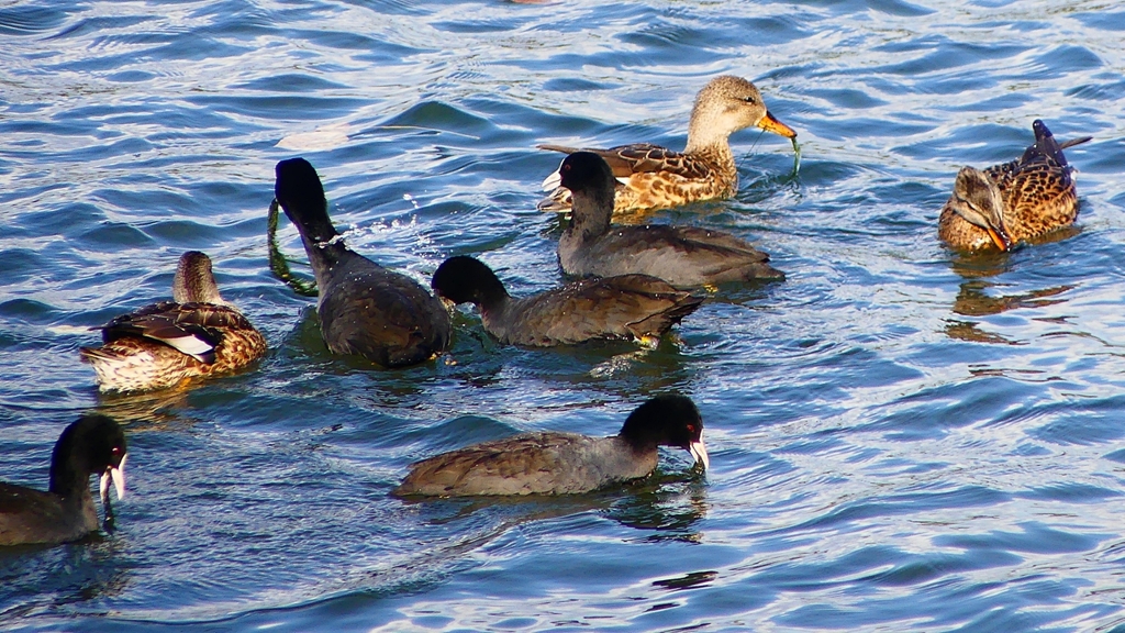 P2410511：オカヨシガモ、オオバン