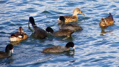 P2410511：オカヨシガモ、オオバン