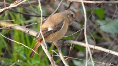 DSCN7624：ジョウビタキ（メス）