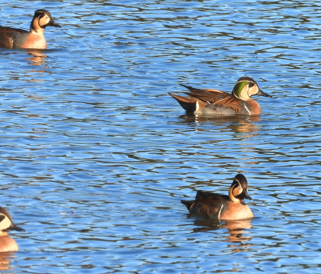 DSCN7876：トモエガモ（オス）