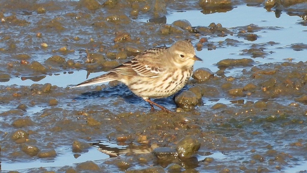 DSCN6441：タヒバリ