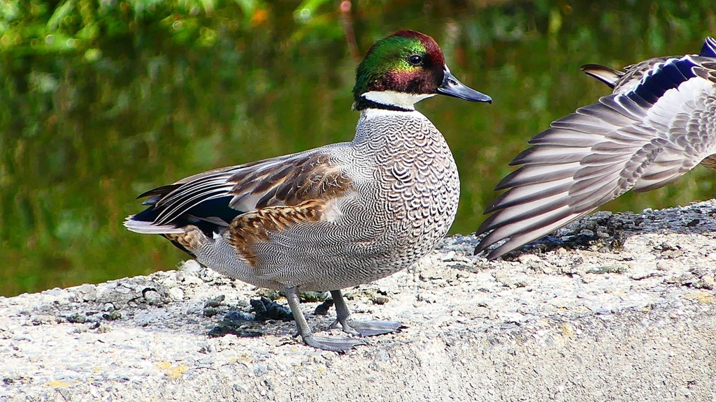 P2350185：ヨシガモ