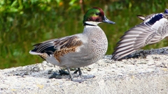 P2350185：ヨシガモ