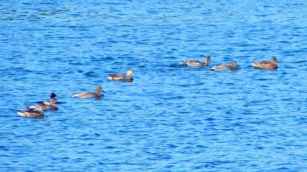 P2320558：カモ類