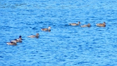 P2320558：カモ類