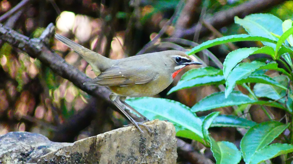 P2310383：ノゴマ（オス