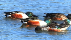 DSCN7025：ハシビロガモ