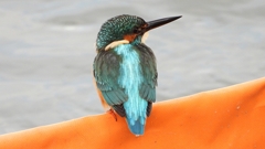 DSCN0595：カワセミ（オス）