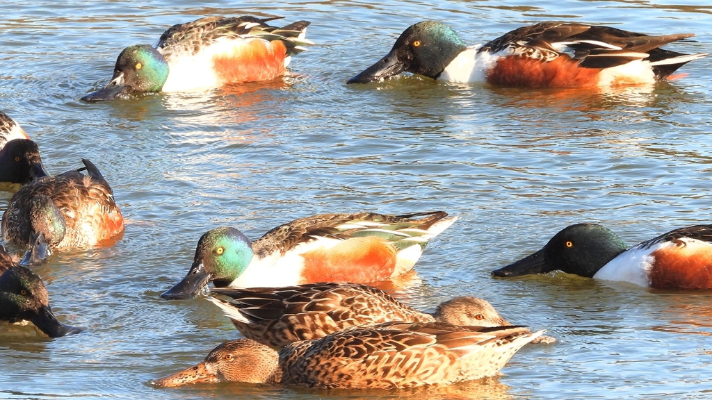 DSCN7032：ハシビロガモ