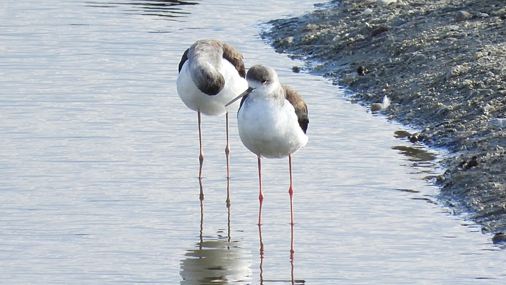 DSCN2083：セイタカシギ