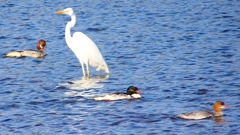 P2390041カワアイサ他