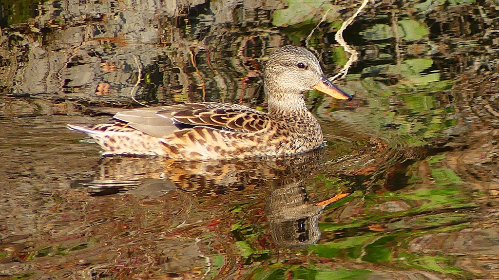 P2390521：オカヨシガモ（メス）
