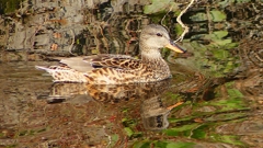 P2390521：オカヨシガモ（メス）