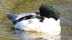 DSCN1642：カワアイサ（オス）