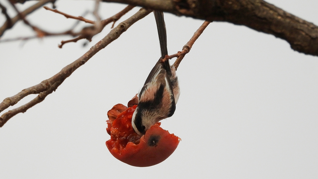 DSCN8570：エナガ