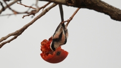 DSCN8570：エナガ