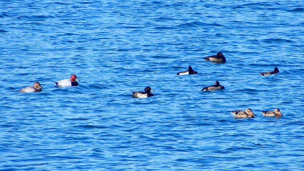 P2320513：カモ類