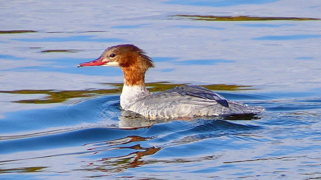 P2390179：カワアイサ（メス）