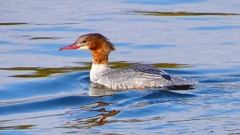 P2390179：カワアイサ（メス）