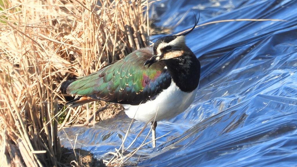 DSCN6682：タゲリ