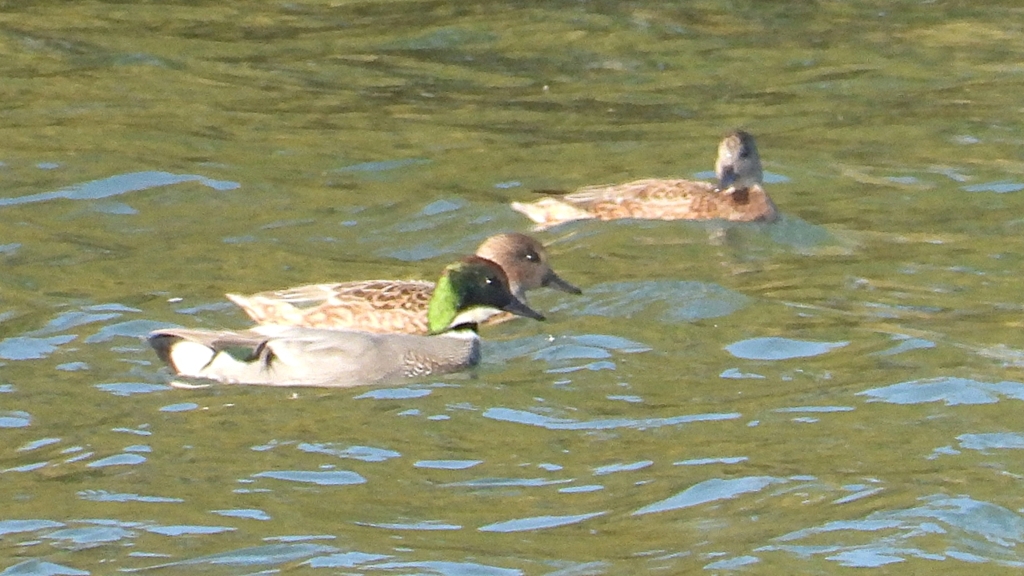 DSCN0816：ヨシガモ