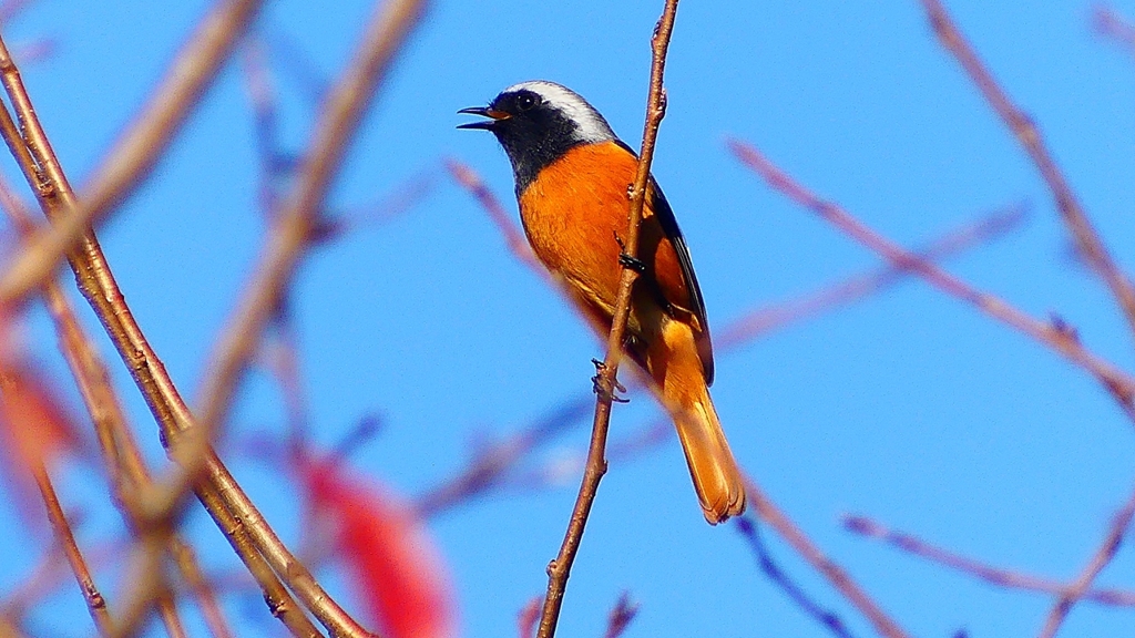 P2360203：ジョウビタキ（オス）