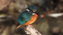 DSCN8914：カワセミ（メス）