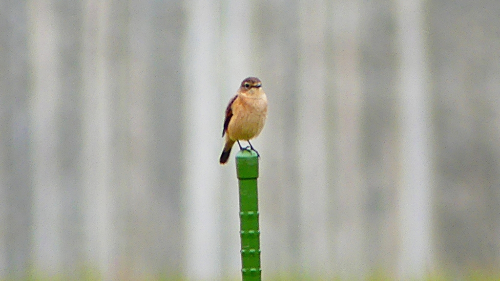 P2260791：ノビタキ