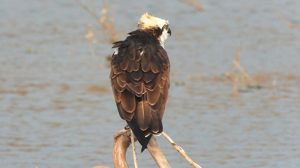 DSCN7351：ミサゴ