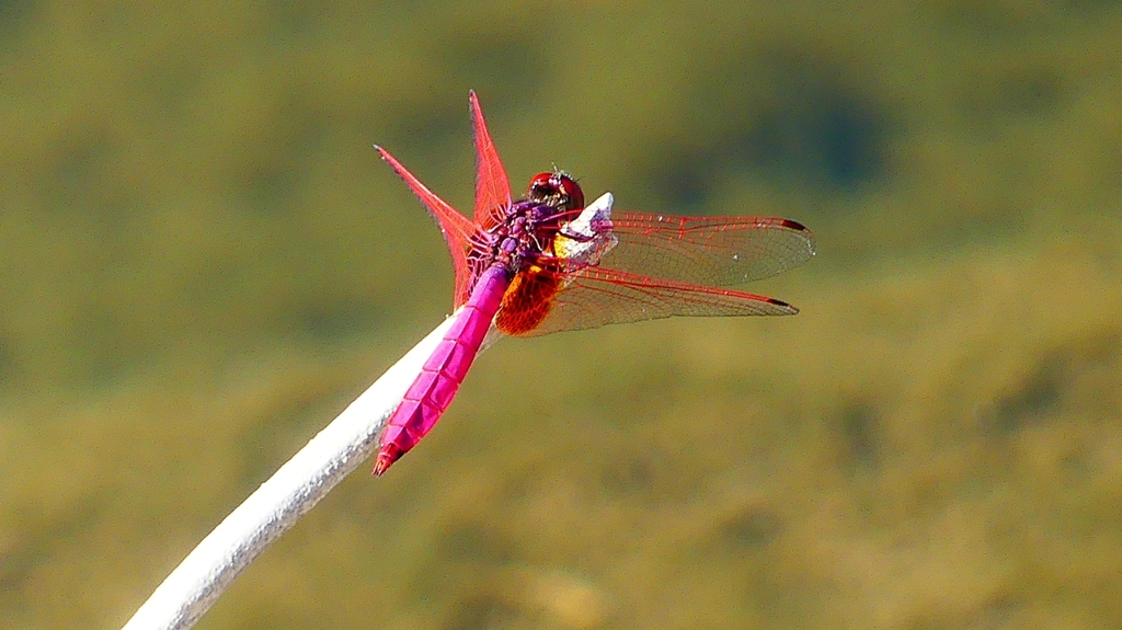 P2270121：ベニトンボ（オス）