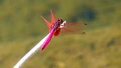 P2270121:ベニトンボ(オス) P2270121:ベニトンボ(オス)