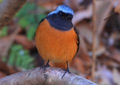 DSCN9069：ジョウビタキ（オス）