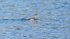 P2340272：ハジロカイツブリ？？