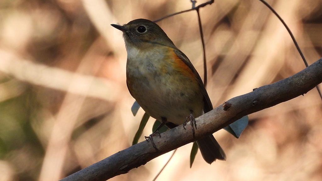 DSCN8078：ルリビタキ（メスタイプ）