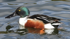 DSCN0223：ハシビロガモ（オス）