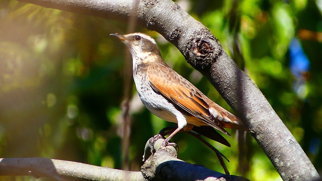 P2370786：ツグミ