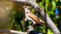 P2370786：ツグミ