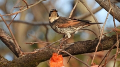 DSCN8390：ツグミ