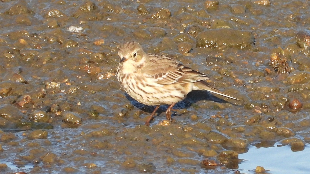 DSCN6486：タヒバリ