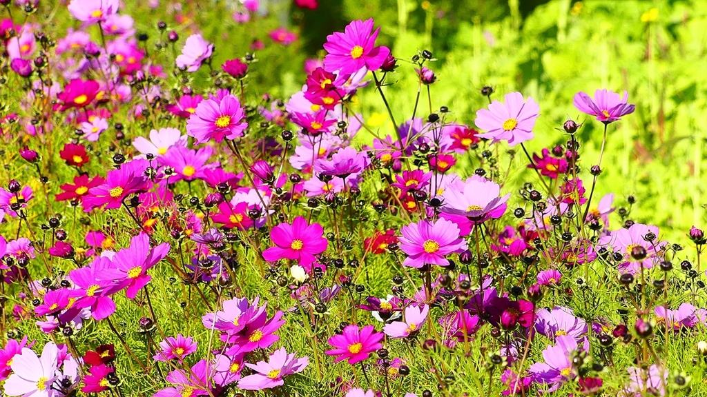 P2420076：コスモス