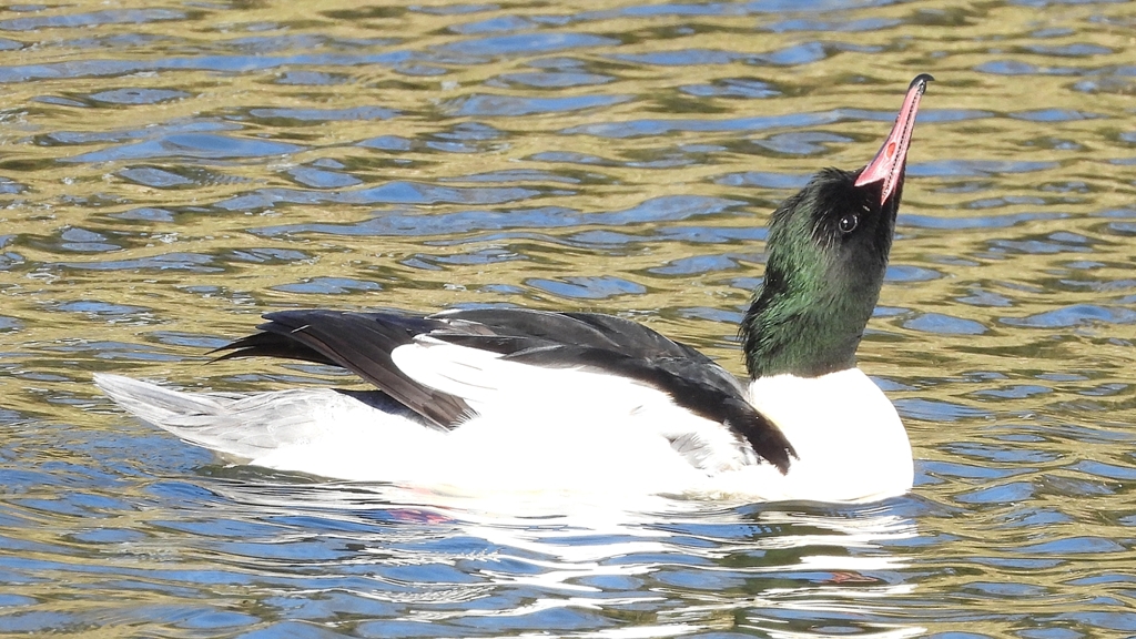 DSCN1850：カワアイサ（オス）