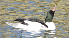 DSCN1850：カワアイサ（オス）