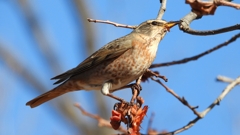 DSCN8846：ハチジョウツグミ