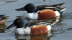 DSCN3156：ハシビロガモ（オス）