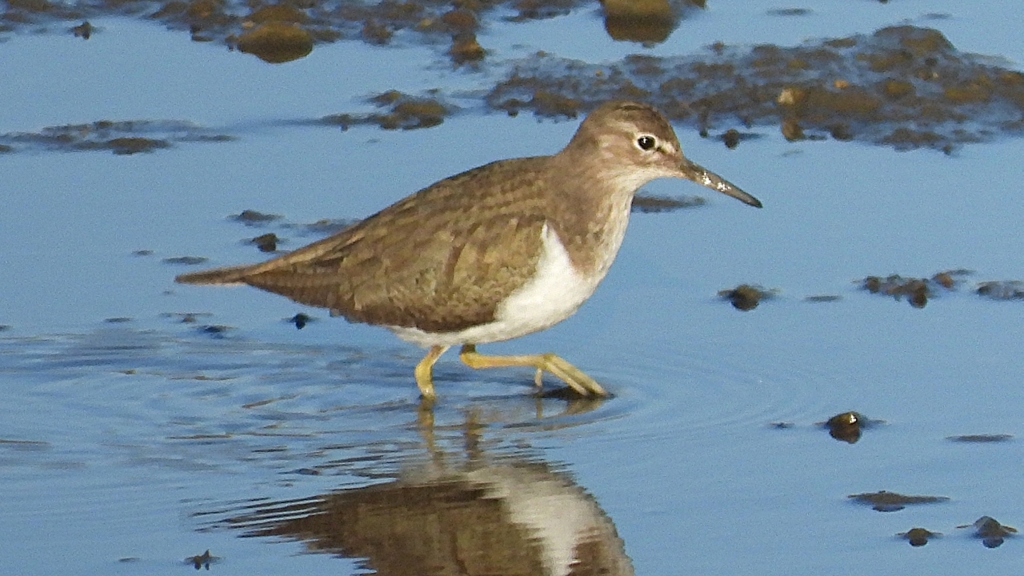 DSCN6462：イソシギ