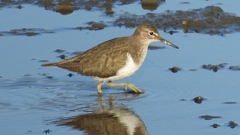 DSCN6462：イソシギ